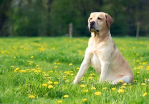 Labrador Progressive Retinal Atrophy Genetic Testing
