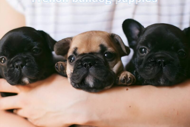 How to Choose a Healthy French Bulldog Puppy: The Ultimate Guide