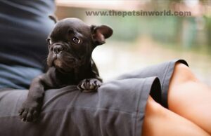 How to Choose a Healthy French Bulldog Puppy: The Ultimate Guide