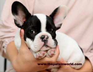 How to Choose a Healthy French Bulldog Puppy: The Ultimate Guide
