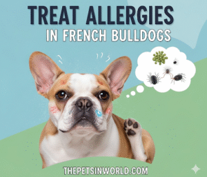 How to Treat Allergies in French Bulldogs: A Complete Guide