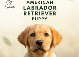 How to Train an American Labrador Retriever Puppy