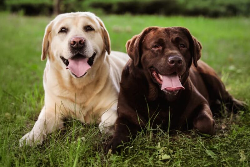 Heatstroke in Labrador Dogs – Signs, Causes, and Prevention