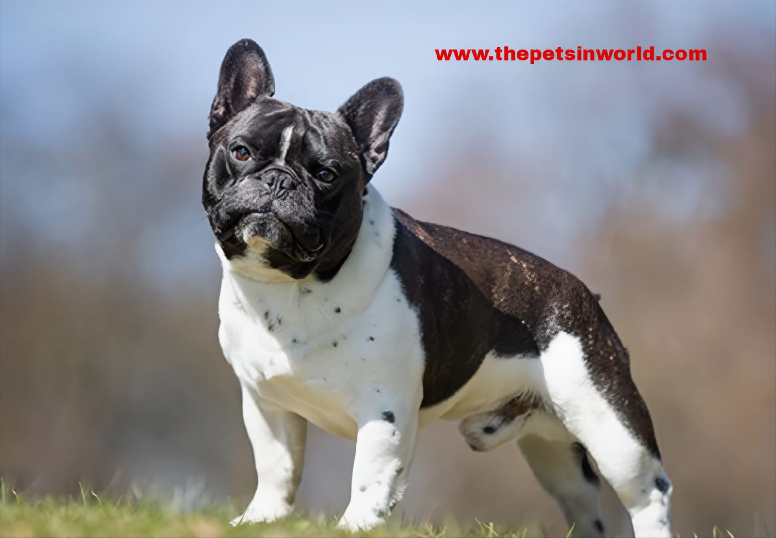 French Bulldog Common Health Problems Affecting Lifespan