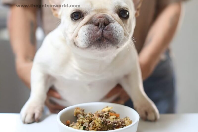 French Bulldog Feeding Guide: Keeping Your Frenchie Happy & Healthy