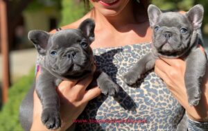 The Different Types of French Bulldogs: Colors, Patterns & More