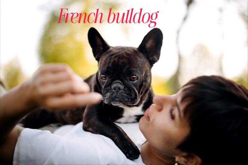 The Adorable World of French Bulldogs 🐶🇫🇷