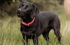 Heatstroke in Labrador Dogs – Signs, Causes, and Prevention