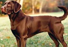 Heatstroke in Labrador Dogs – Signs, Causes, and Prevention